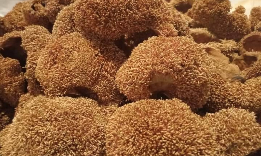 小楊選物｜阿里山野生帶殼愛玉｜150g