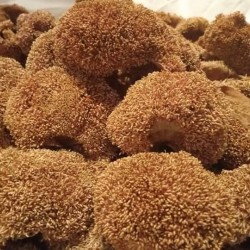 小楊選物｜阿里山野生帶殼愛玉｜150g